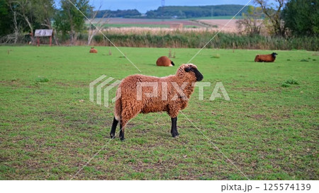 Sheep grazing in the field. Concept for animals and agriculture. 125574139
