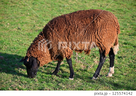 Sheep grazing in the field. Concept for animals and agriculture. Sheep grazing in the field. Concept for animals and agriculture. 125574142