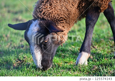 Sheep grazing in the field. Concept for animals and agriculture. 125574143
