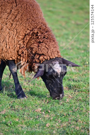 Sheep grazing in the field. Concept for animals and agriculture. Sheep grazing in the field. Concept for animals and agriculture. 125574144