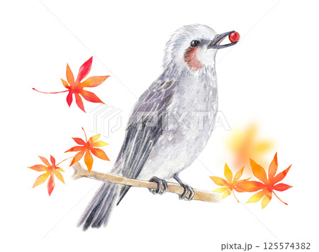 水彩イラスト 秋イメージ ヒヨドリと紅葉 水彩イラスト 秋イメージ ヒヨドリと紅葉 125574382
