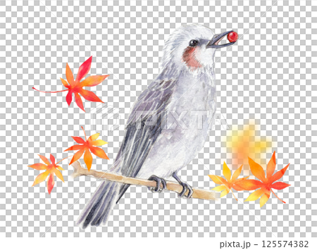 Watercolor illustration: Autumn image: Brown-eared bulbul and autumn leaves 125574382