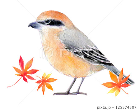水彩イラスト　秋イメージ　百舌鳥ともみじ 125574507