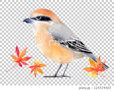 水彩イラスト　秋イメージ　百舌鳥ともみじ 125574507