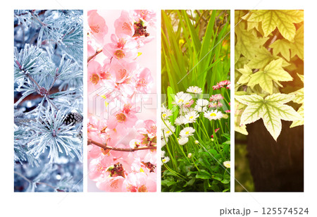 Set of nature banners depicting natural world. Four season of year. Each one features scene of nature, from snow of winter to vibrant leaves of fall. Perfect for showcasing of changing seasons Set of nature banners depicting natural world. Four season of year. Each one features scene of nature, from snow of winter to vibrant leaves of fall. Perfect for showcasing of changing seasons 125574524