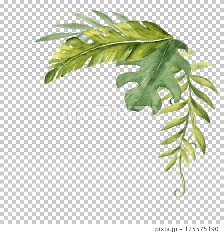 Tropical Leaves Corner Composition. Bouquet from Eucalyptus, Monstera and Banana Palm with Liana. Watercolor Hand drawn botanical illustration isolated on white background. For cards, invitations. 125575190