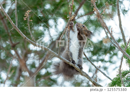 木の上でツタウルシの実を食べるエゾリス 125575380