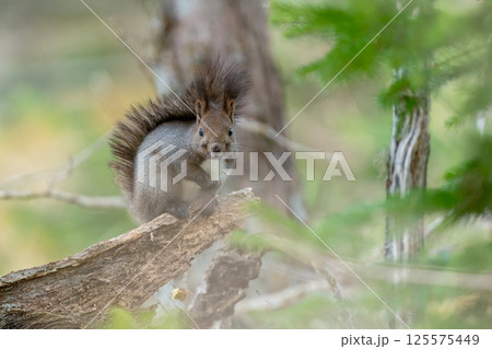 倒木の上に座るエゾリス 125575449