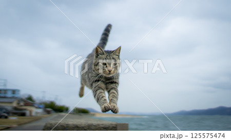 海辺でジャンプする猫 125575474