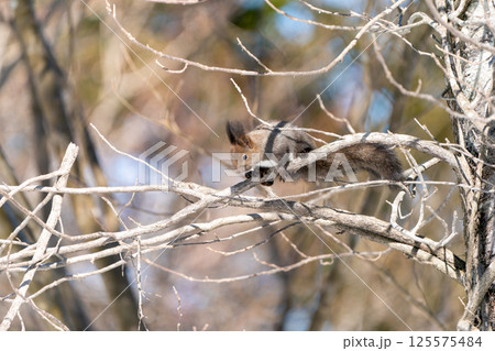 木にとまるエゾリス 125575484