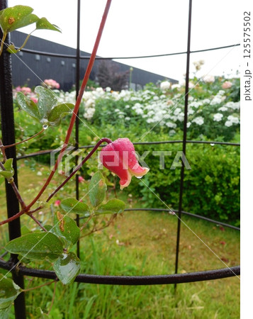 クレマチス　ベル 125575502