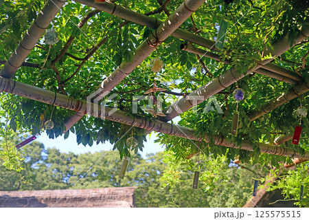 四国村石畳広場の藤棚と風鈴-2 四国村石畳広場の藤棚と風鈴-2 125575515