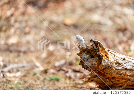 倒木にとまるシマエナガ 125575589