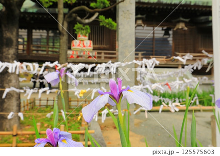 初夏の神社に咲いた花菖蒲 125575603