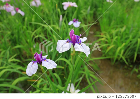 初夏の神社に咲いた花菖蒲 125575607