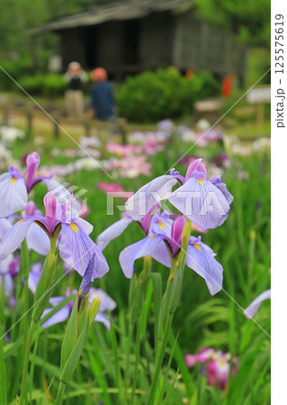 初夏の神社に咲いた花菖蒲 初夏の神社に咲いた花菖蒲 125575619