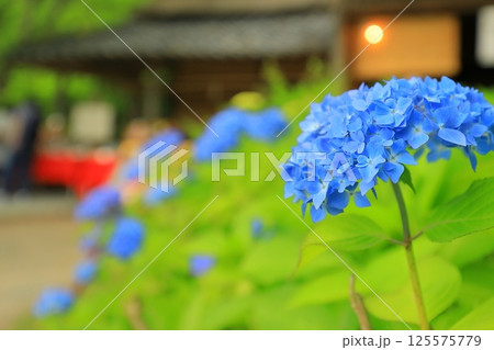 茶店の軒先に咲く紫陽花 茶店の軒先に咲く紫陽花 125575779