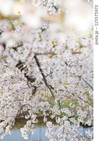 川岸に咲く桜 川岸に咲く桜 125575972