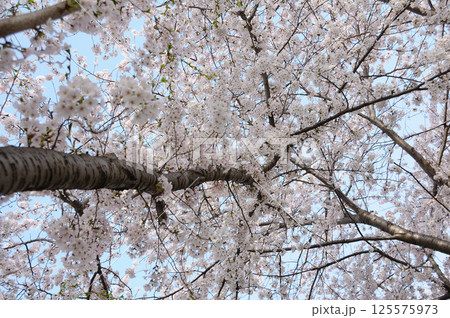 咲き誇る桜 125575973