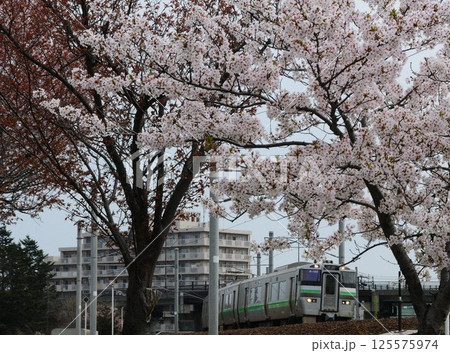 満開の桜の中を走る電車 満開の桜の中を走る電車 125575974