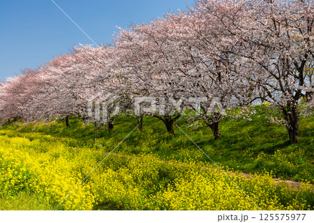 埼玉県比企郡吉見町飯島新田 快晴青空のさくら堤公園の桜並木と菜の花畑の景色 埼玉県比企郡吉見町飯島新田 快晴青空のさくら堤公園の桜並木と菜の花畑の景色 125575977