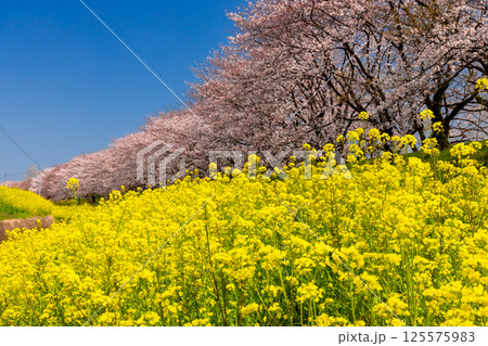 埼玉県比企郡吉見町飯島新田　快晴青空のさくら堤公園の桜並木と菜の花畑の景色 125575983