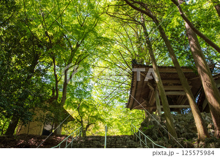 聖宝寺 新緑のイチョウの木と鐘楼（三重県 いなべ市） 125575984