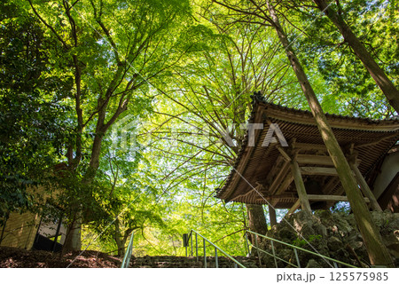聖宝寺 新緑のイチョウの木と鐘楼（三重県 いなべ市） 125575985