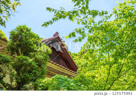 聖宝寺の新緑(三重県いなべ市) 聖宝寺の新緑(三重県いなべ市) 125575991