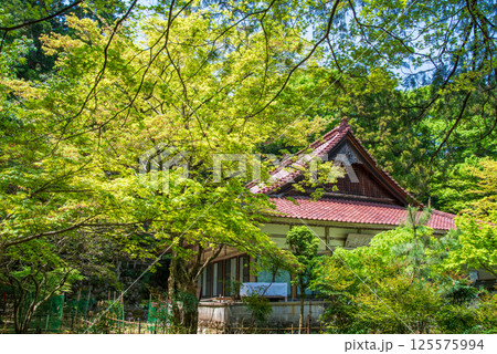 聖宝寺の新緑（三重県いなべ市） 125575994
