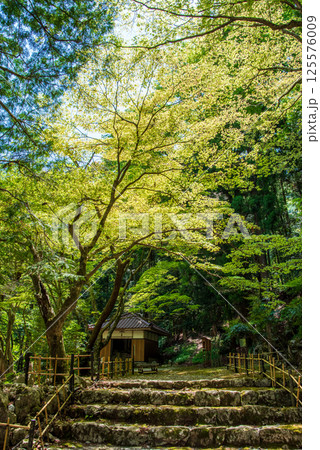 聖宝寺の新緑(三重県いなべ市) 聖宝寺の新緑(三重県いなべ市) 125576009
