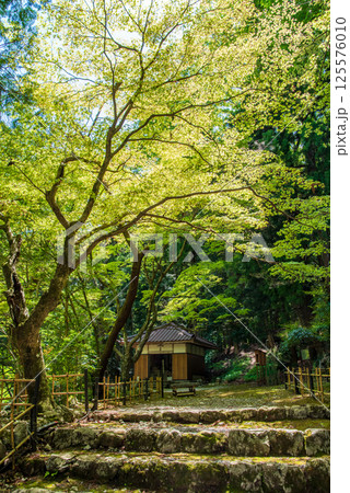 聖宝寺の新緑（三重県いなべ市） 125576010