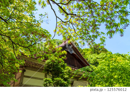 聖宝寺の新緑(三重県いなべ市) 聖宝寺の新緑(三重県いなべ市) 125576012
