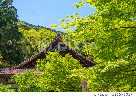 聖宝寺の新緑(三重県いなべ市) 聖宝寺の新緑(三重県いなべ市) 125576017