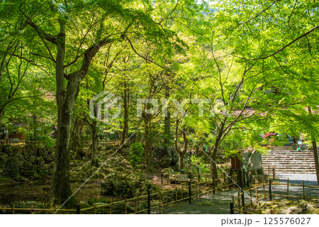 聖宝寺の新緑(三重県いなべ市) 聖宝寺の新緑(三重県いなべ市) 125576027