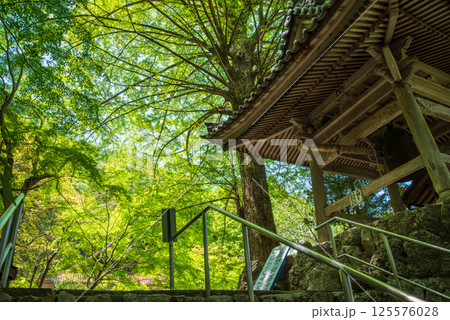 聖宝寺 新緑のイチョウの木と鐘楼(三重県 いなべ市) 聖宝寺 新緑のイチョウの木と鐘楼(三重県 いなべ市) 125576028