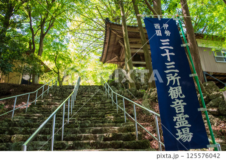 聖宝寺 新緑のイチョウの木と鐘楼（三重県 いなべ市） 125576042