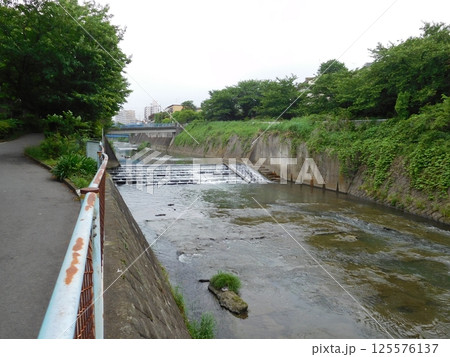 鶴ヶ峰　帷子川 125576137