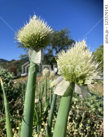 葱坊主 葱坊主 125576143
