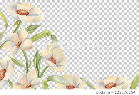 Neutral peony floral border watercolor hand drawn isolated on white. Blooms soft beige tones and delicate foliage drawing for botanical invitations, wedding layouts, spring and summer design. 125576254