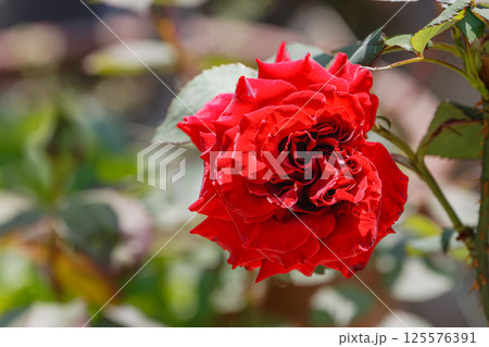 薔薇 ブラックスワン 薔薇 ブラックスワン 125576391