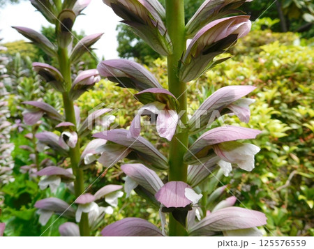アカンサス 港の見える丘公園 アカンサス 港の見える丘公園 125576559