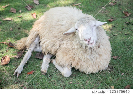 A Sheep living in farm. Sheep is a farm animal with thick wool that eats grass and is kept for its wool, skin, and meat. A Sheep living in farm. Sheep is a farm animal with thick wool that eats grass and is kept for its wool, skin, and meat. 125576649