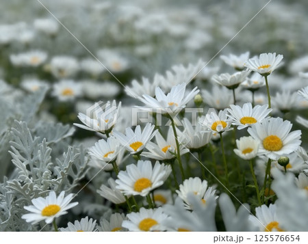 白い花などがたくさん植えられた花壇/The flowers 白い花などがたくさん植えられた花壇/The flowers 125576654