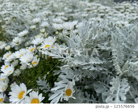 白い花などがたくさん植えられた花壇/The flowers 125576656