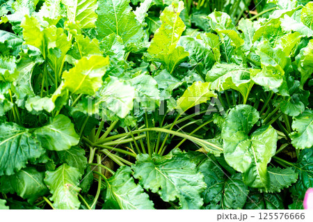 青々と育つビート畑 青々と育つビート畑 125576666