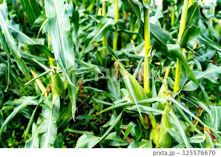 実るとうもろこし畑 実るとうもろこし畑 125576670