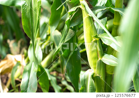 収穫間近のとうもろこし 収穫間近のとうもろこし 125576677