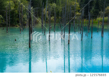 北海道美瑛の青い池 北海道美瑛の青い池 125576693
