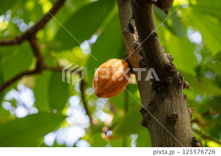 カカオの木 125576726
